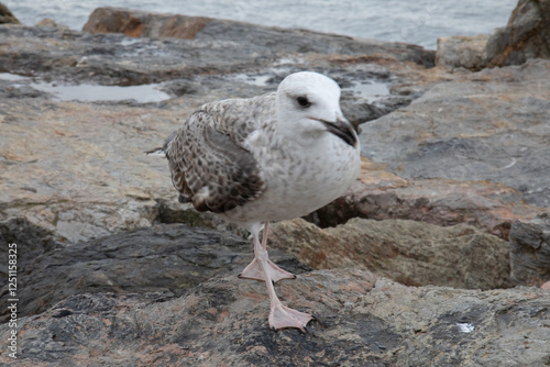 Closeup of a young herring gull