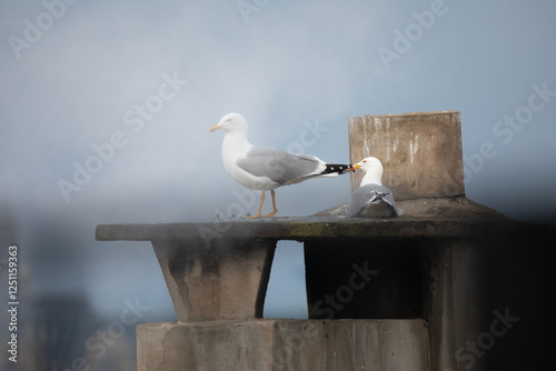 Two seagulls staying warm near and on top of a chimney smoking