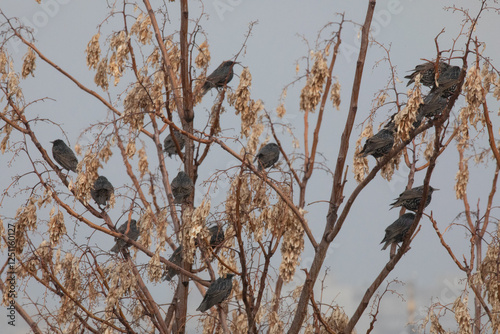 Tree top with dried leaves and flog or European Starling in winter