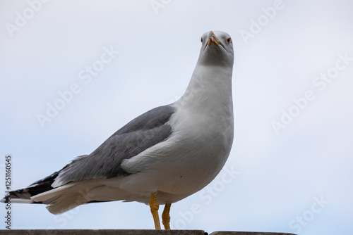 closup of a freezing hering gull on roof in winter