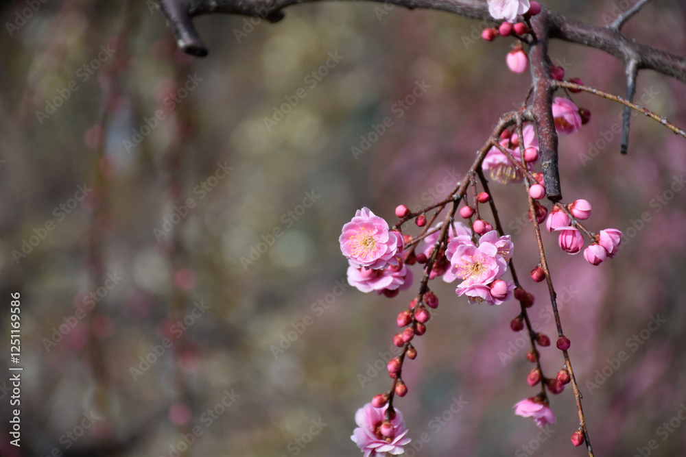 Naklejka premium 春の訪れを告げる梅の花