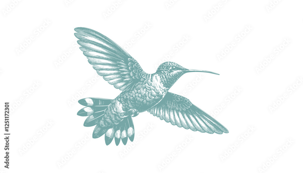 Obraz premium hummingbird vector | bird vector | hummingbird illustration | hummingbird silhouette | hummingbird tattoo | hummingbird engraving | hummingbird drawing