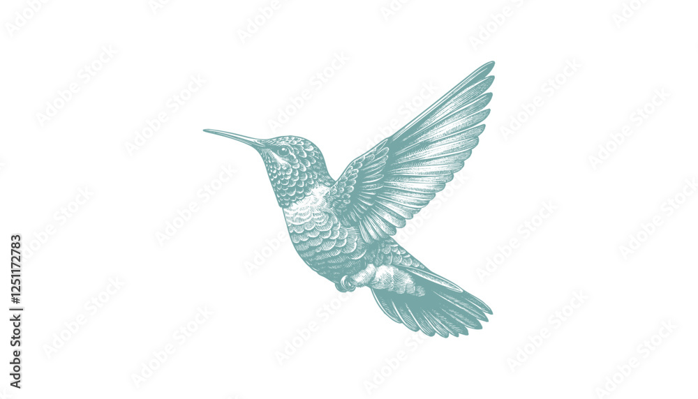 Fototapeta premium hummingbird vector | bird vector | hummingbird illustration | hummingbird silhouette | hummingbird tattoo | hummingbird engraving | hummingbird drawing