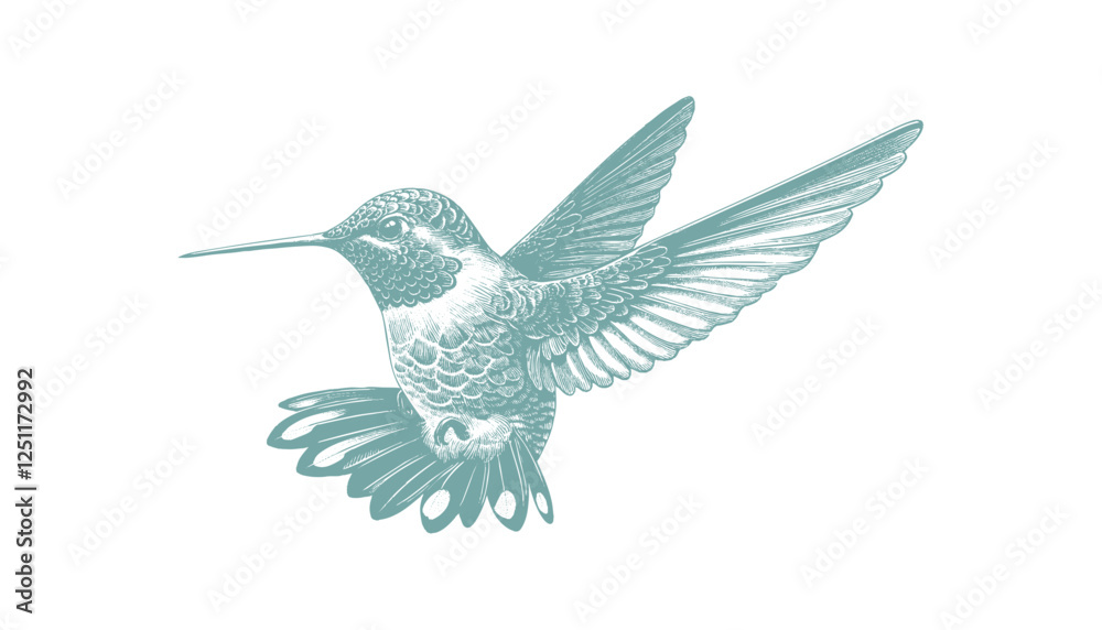 Fototapeta premium hummingbird vector | bird vector | hummingbird illustration | hummingbird silhouette | hummingbird tattoo | hummingbird engraving | hummingbird drawing