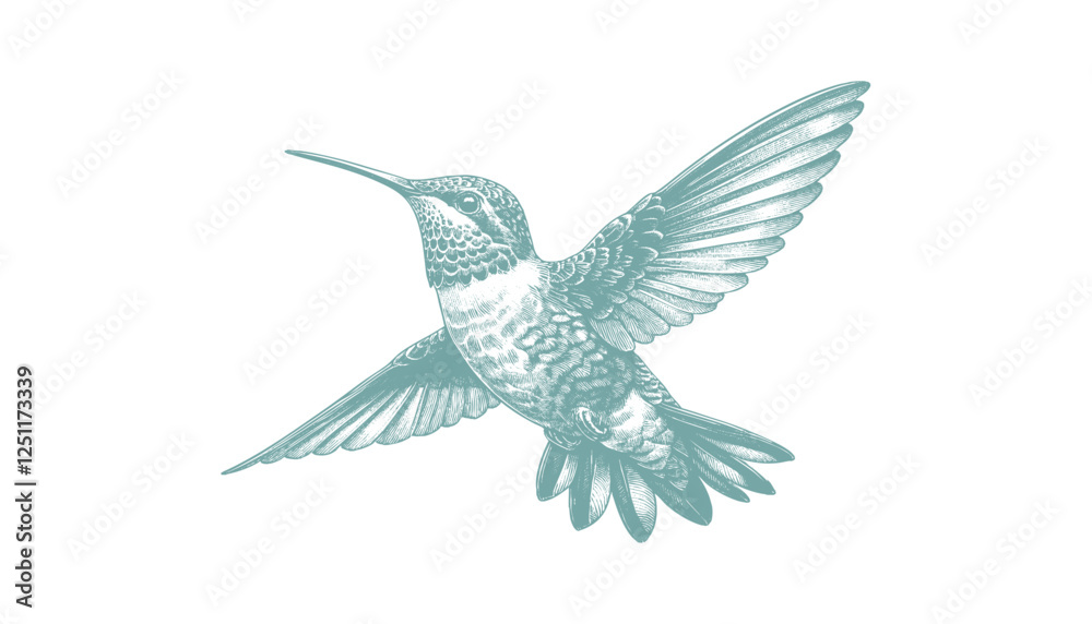 Fototapeta premium hummingbird vector | bird vector | hummingbird illustration | hummingbird silhouette | hummingbird tattoo | hummingbird engraving | hummingbird drawing