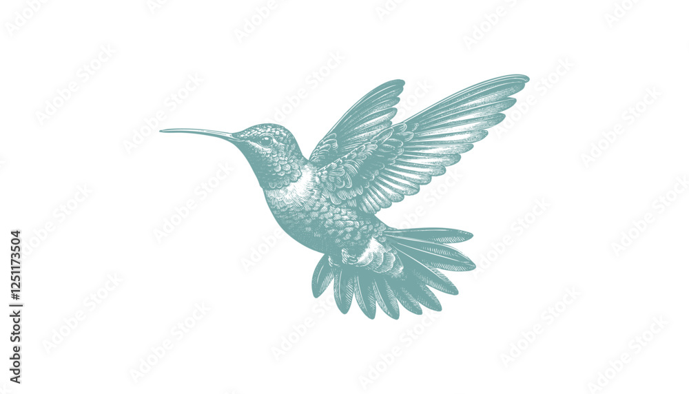 hummingbird vector | bird vector | hummingbird illustration | hummingbird silhouette | hummingbird tattoo | hummingbird engraving | hummingbird drawing
