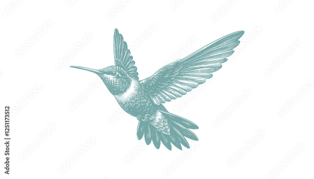 Fototapeta premium hummingbird vector | bird vector | hummingbird illustration | hummingbird silhouette | hummingbird tattoo | hummingbird engraving | hummingbird drawing