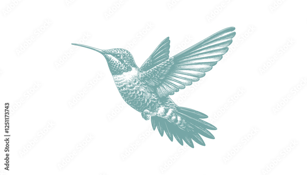 Fototapeta premium hummingbird vector | bird vector | hummingbird illustration | hummingbird silhouette | hummingbird tattoo | hummingbird engraving | hummingbird drawing