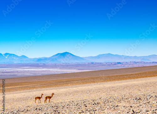 Two vicuna's in the desolate landscape of the Puna the Atacama in Northern Argentina