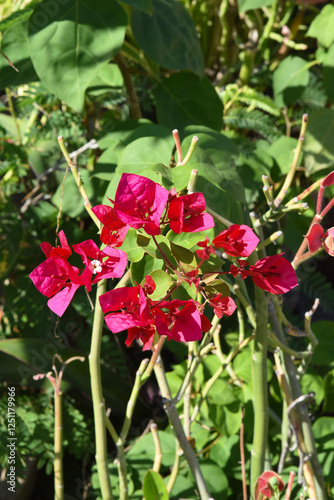 Bougainvillea flowers are in the garden.