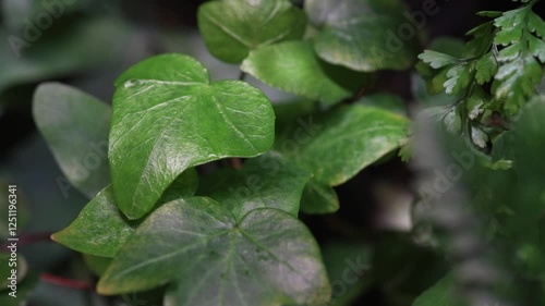 Wallpaper Mural Close-Up of a Plant Growing in a Living Wall Torontodigital.ca