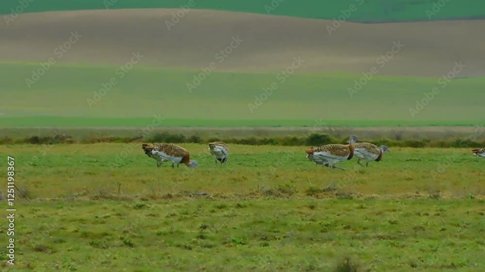 bustards in the middle of the fields bustards in the middle of the fields