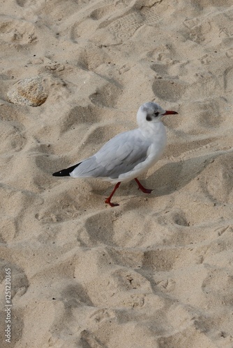 Obraz na płótnie seagull walking on the beach w salonie