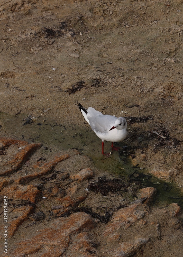 Black headed gull with red legs in water