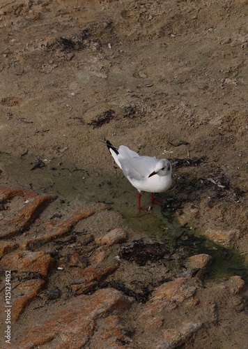 Obraz na płótnie Black headed gull with red legs in water w salonie