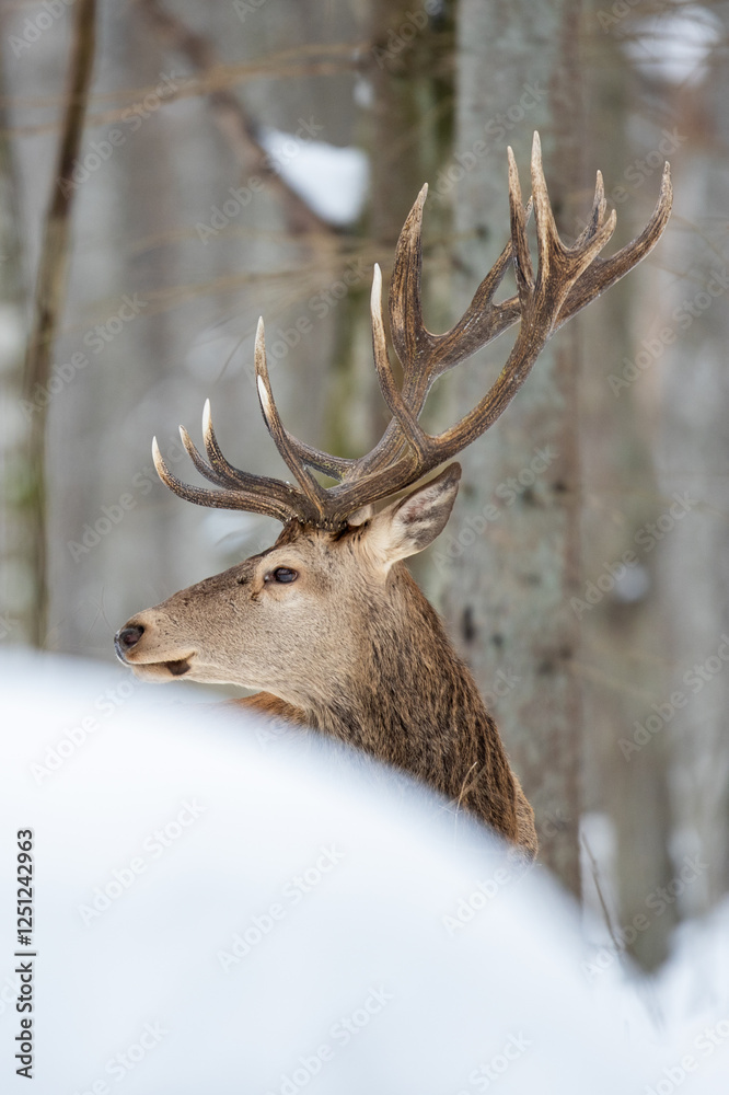Deer male buck ( Cervus elaphus ) in the winter forest Deer male buck ( Cervus elaphus ) in the winter forest