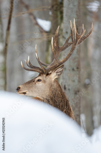 Deer male buck ( Cervus elaphus ) in the winter forest