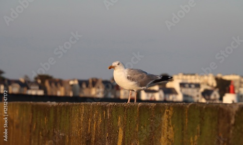 Obraz na płótnie Seagull on the pier w salonie