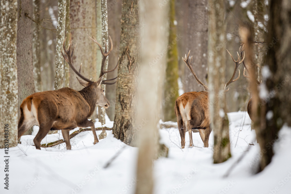 Deer male buck ( Cervus elaphus ) in the winter forest Deer male buck ( Cervus elaphus ) in the winter forest