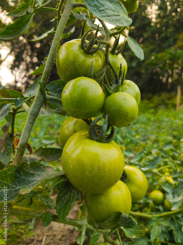 Ripe organic tomatoes growing in the garden yard
Ripe organic tomatoes growing in the garden yard