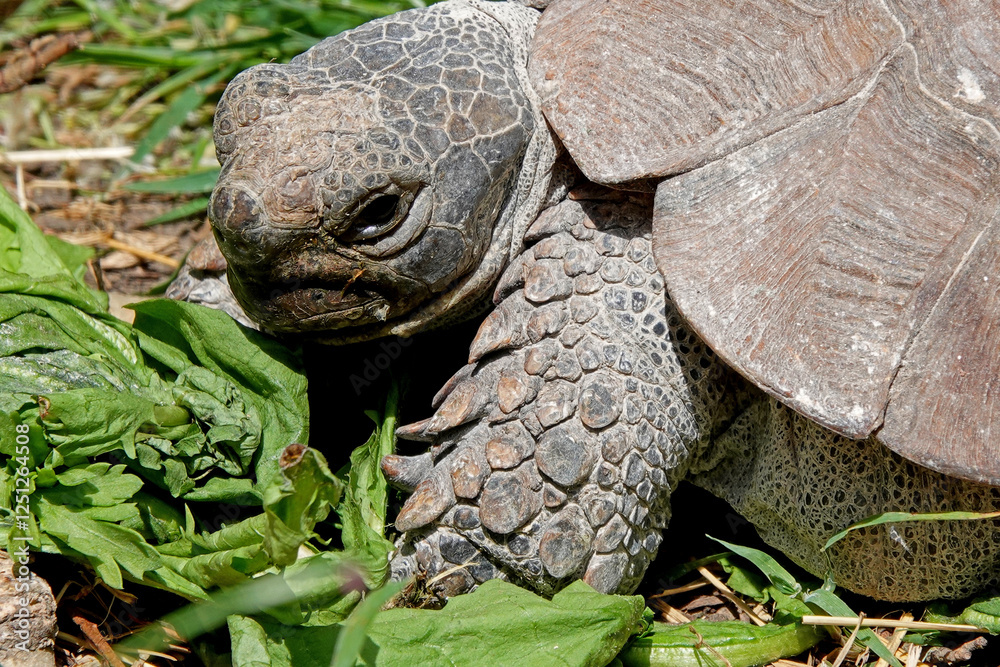 A large old tortoise about to eat green leaves in bright sunshine A large old tortoise about to eat green leaves in bright sunshine