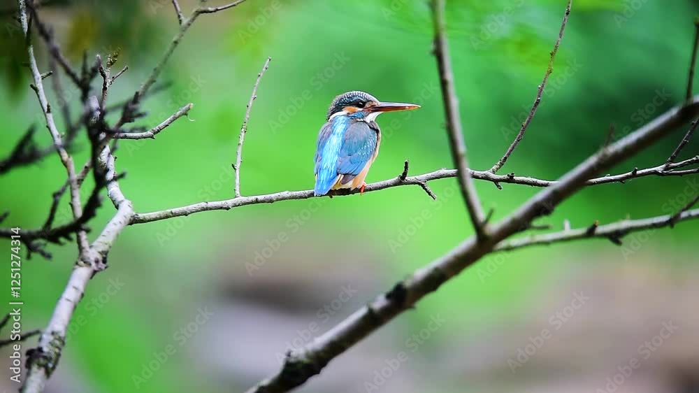 Kingfisher perched on branch showcases vibrant colors in natural habitat during tranquil afternoon Kingfisher perched on branch showcases vibrant colors in natural habitat during tranquil afternoon