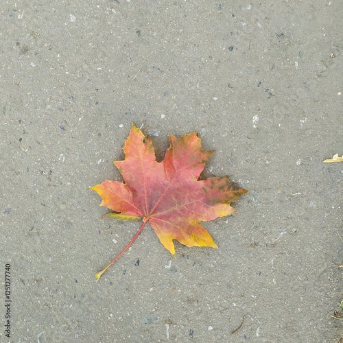 red maple leaf on the ground