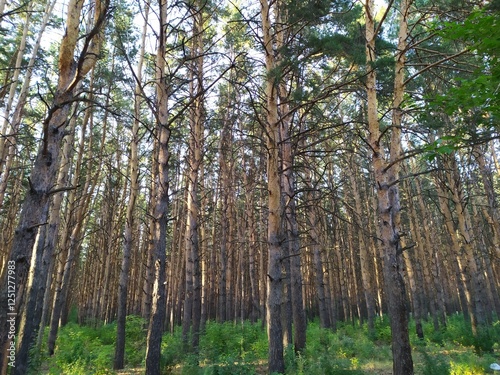 trees in the forest