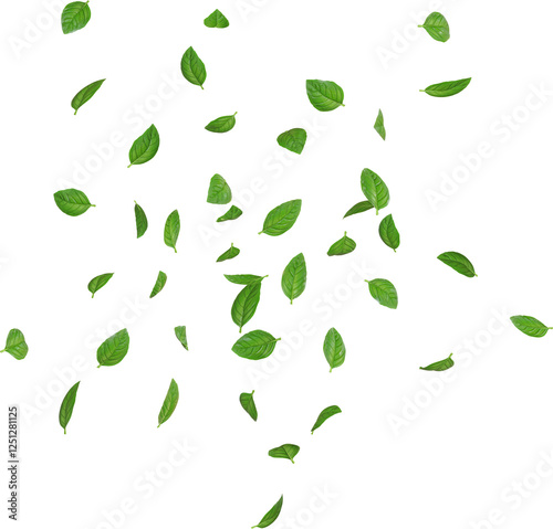 Flying Basil Leaves