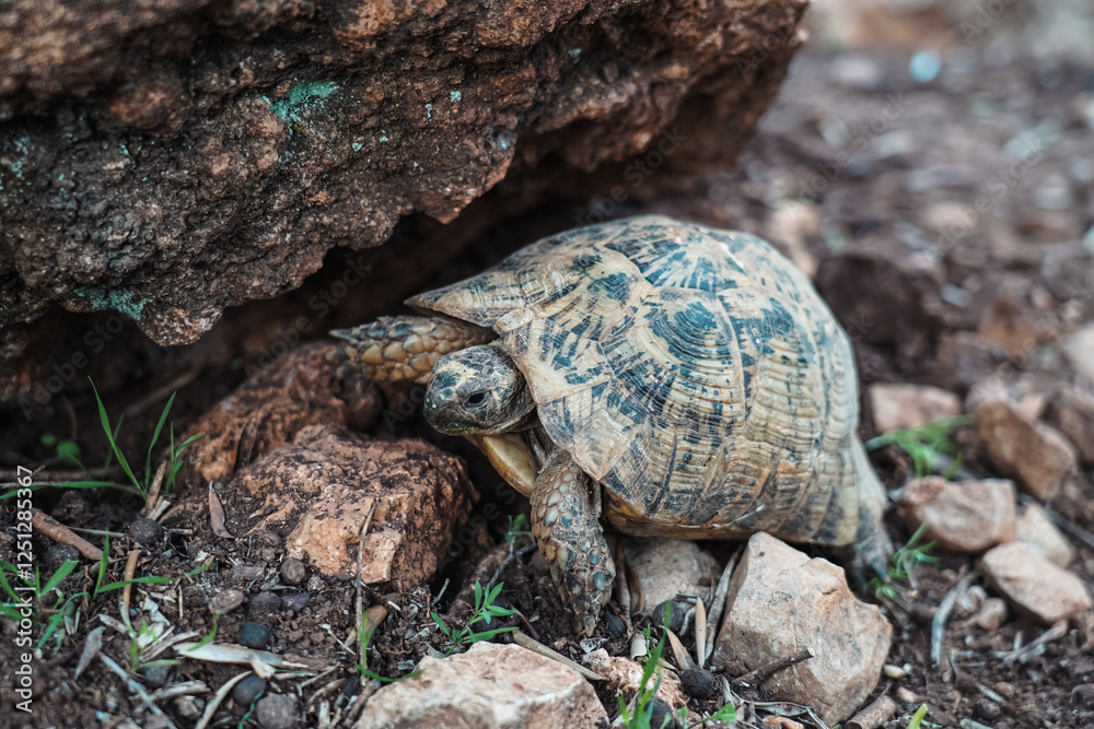 Obraz premium a whild turtle on the ground