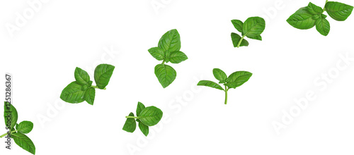 Floating Basil Leaves