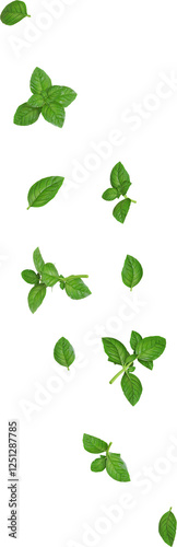 Falling Green Basil