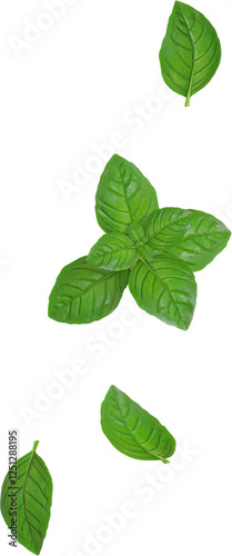 Falling Green Basil