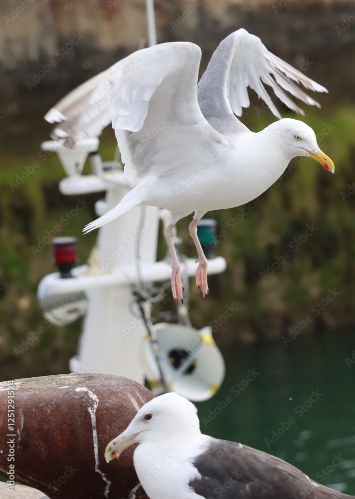 Seagull in flight