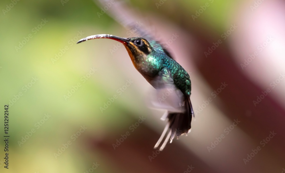 Fototapeta premium hummingbird on a flower