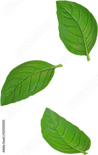 Green Basil Leaves