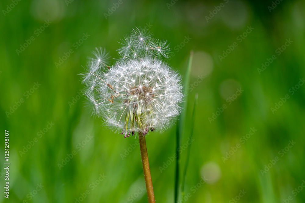 Common dandelion Taraxacum officinale faded flowers looks like snow ball, ripe cypselae fruits