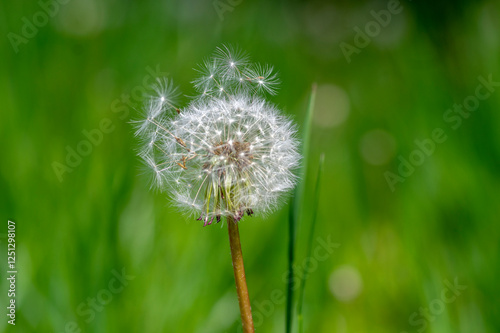 Obraz na płótnie Common dandelion Taraxacum officinale faded flowers looks like snow ball, ripe cypselae fruits w salonie