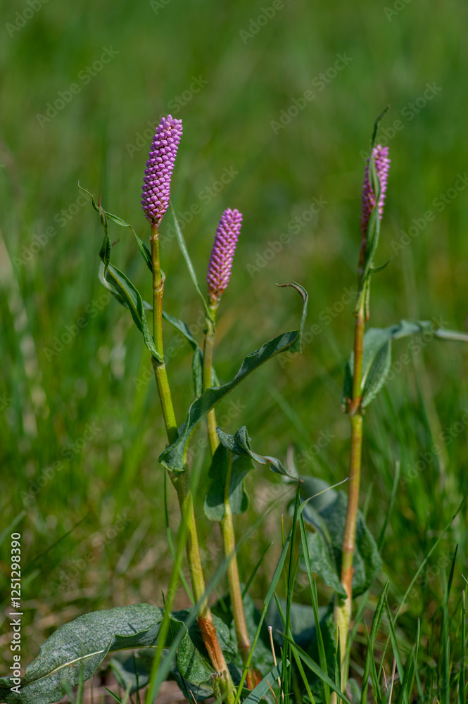 Bistorta officinalis meadow european bistort in bloom, pink meadow flowering snakeroot snakeweed plants in green grass