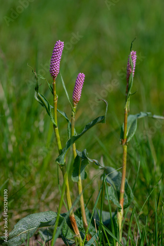 Obraz na płótnie Bistorta officinalis meadow european bistort in bloom, pink meadow flowering snakeroot snakeweed plants in green grass w salonie