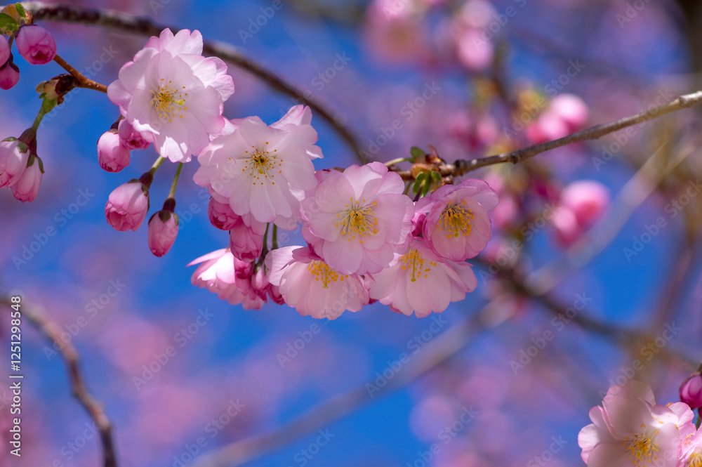 Prunus sargentii accolade sargent cherry flowering tree branches, beautiful groups light pink petal flowers in bloom and buds