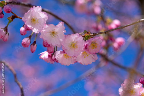 Obraz na płótnie Prunus sargentii accolade sargent cherry flowering tree branches, beautiful groups light pink petal flowers in bloom and buds w salonie