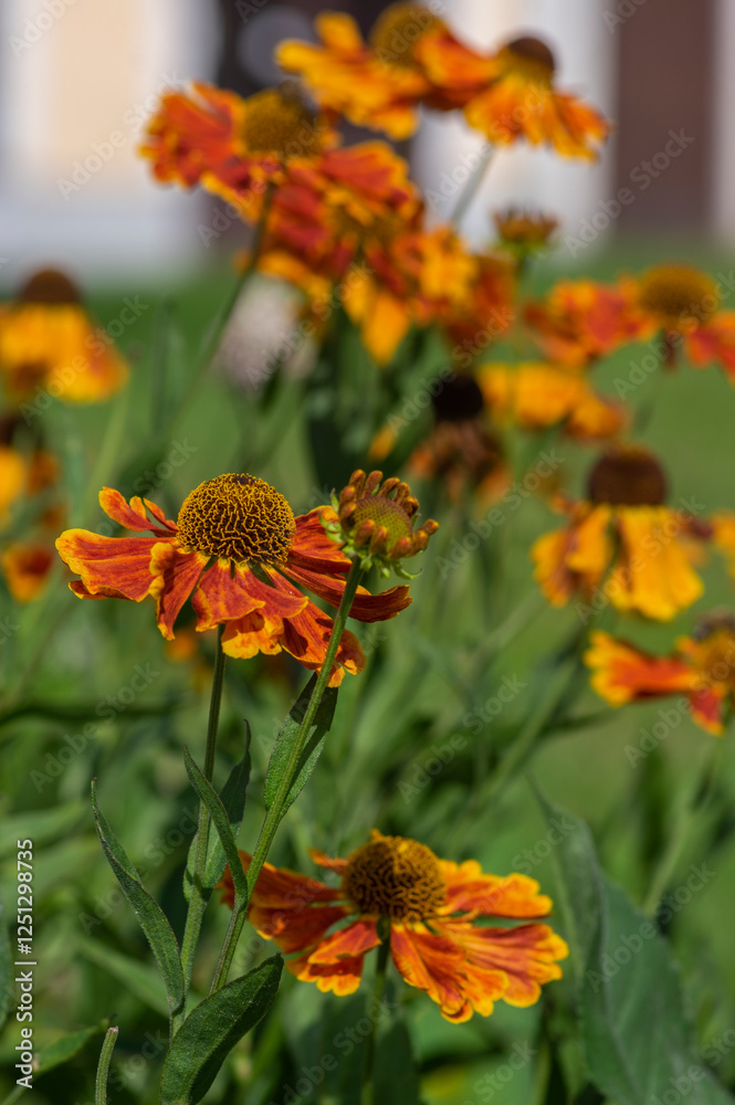 Helenium hybridum orange yellow flowering plants, group of cultivated sneezeweed flowers in bloom