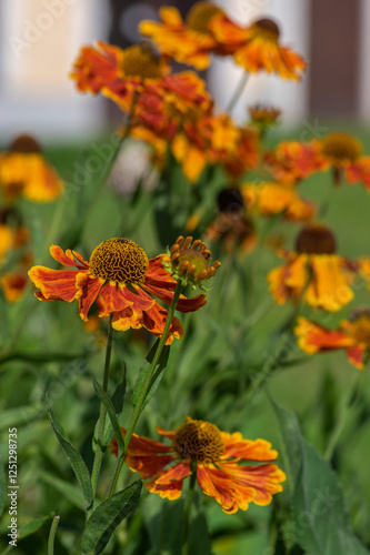 Helenium hybridum orange yellow flowering plants, group of cultivated sneezeweed flowers in bloom