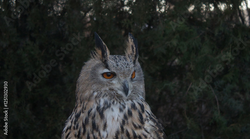 Portrait of an adult eagle owl in the wild
