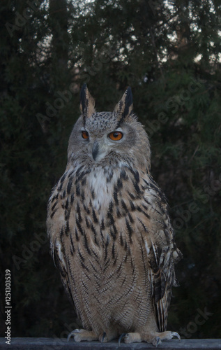 Portrait of an adult eagle owl in the wild
