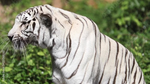 Elegant White Tiger on the Hunt in the Vibrant Green Meadows photo