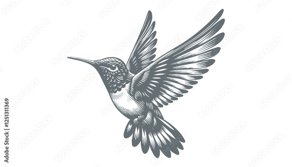 Fototapeta premium hummingbird vector | bird vector | hummingbird illustration | hummingbird silhouette | hummingbird tattoo | hummingbird engraving | hummingbird drawing