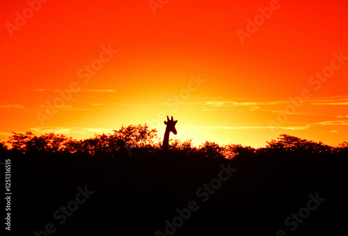 Żyrafa na tle zachodzącego Słońca uchwycona podczas safari w parku Etosha w Namibii - żyrafa na tle pomarańczowego nieba po zachodzie Słońca photo