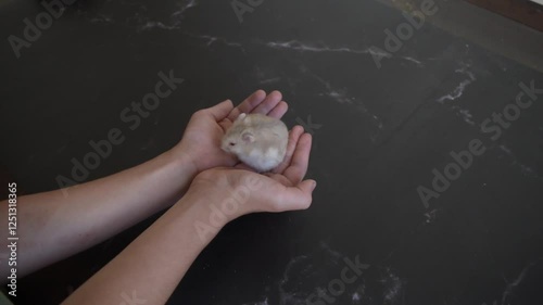 russian hamster rubbing its face and shaking its fur standing on the hands of a latino boy